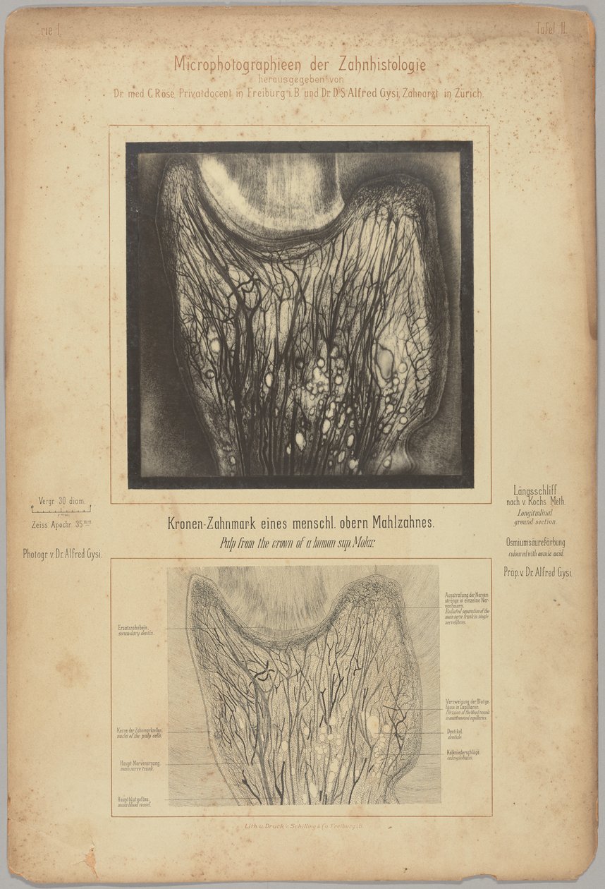  by Dr. Alfred Gysi