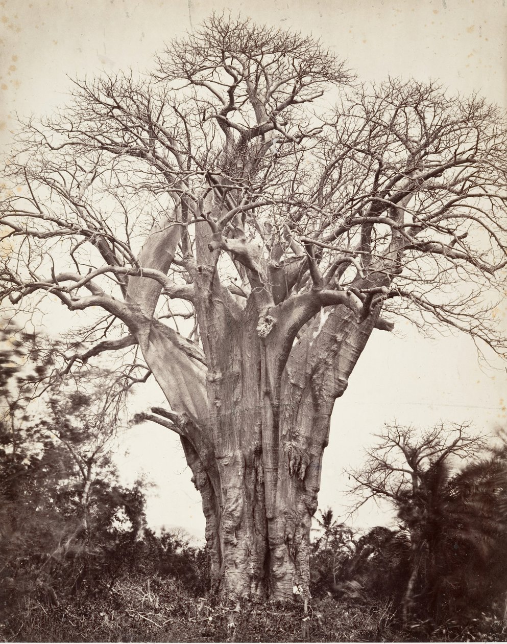 Baobab, Moheli