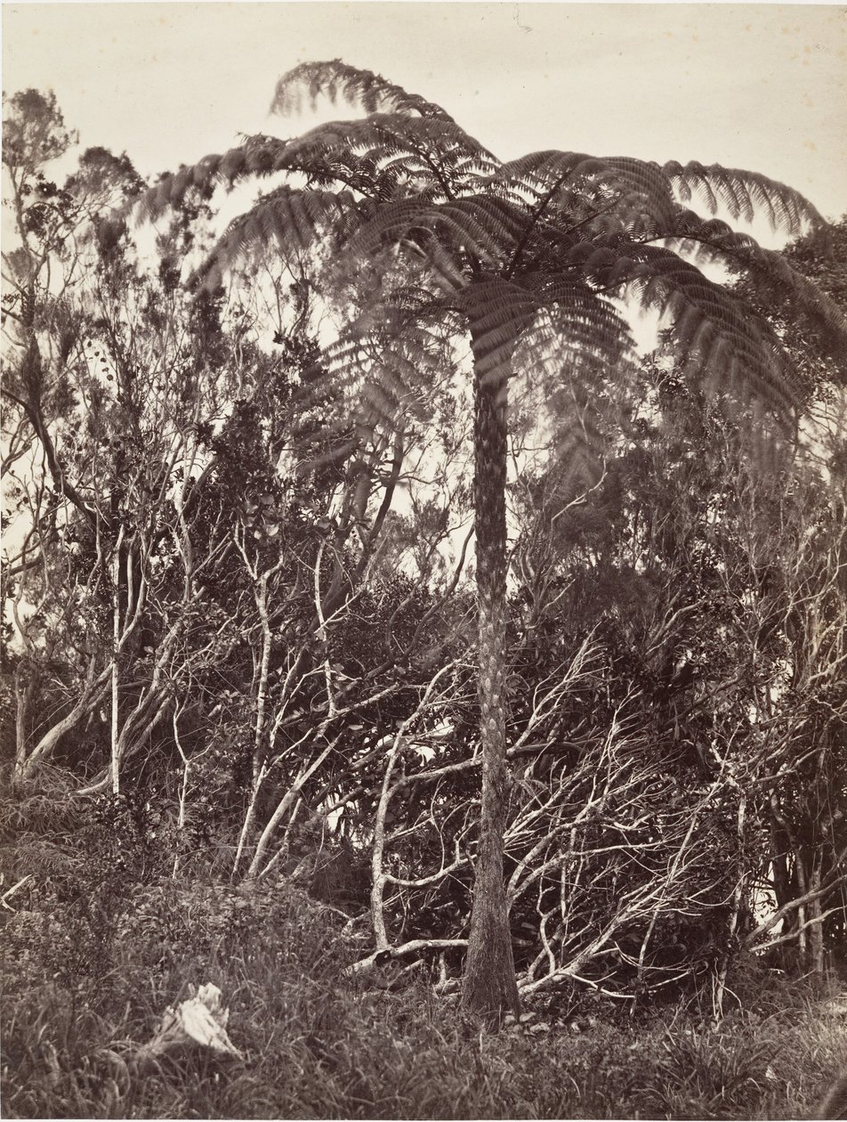 Ağaç Eğreltiotu, 1863. by Désiré Charnay