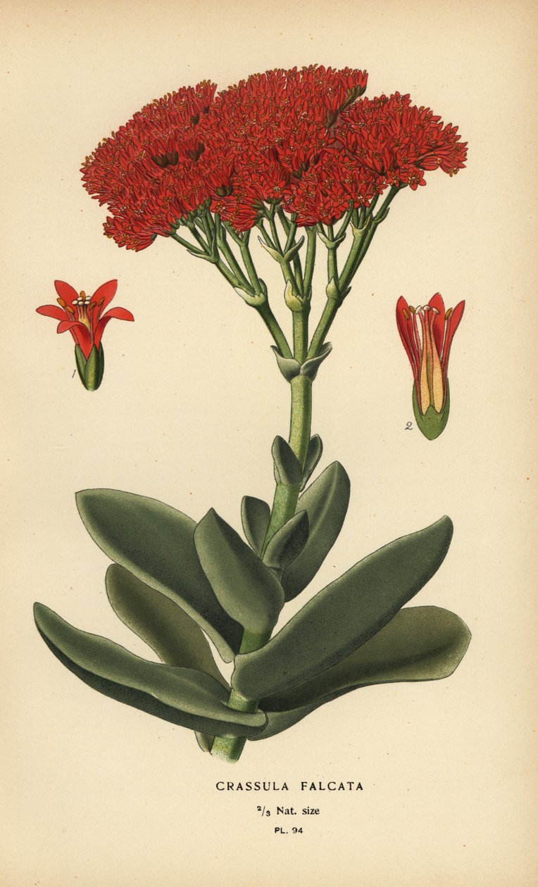 Uçak fabrikası, Crassula perfoliata var. yanılgı. by Désiré Georges Jean Marie Bois