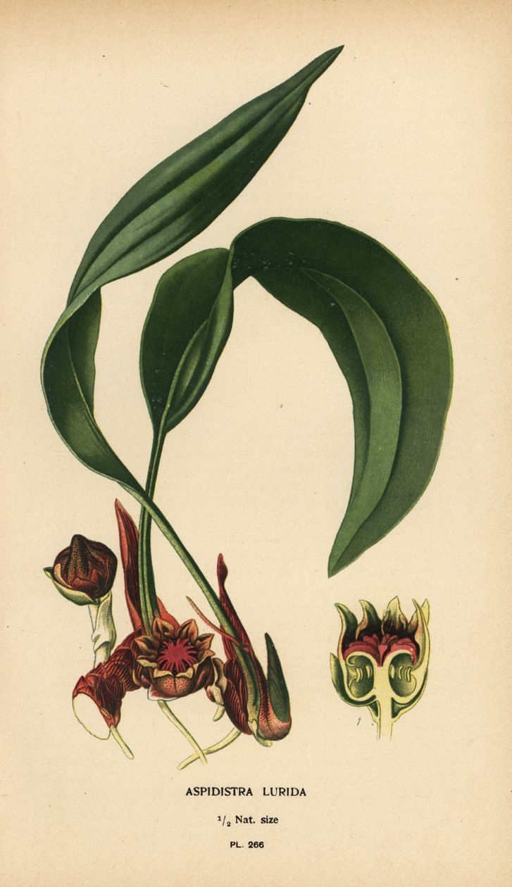 Aspidistra lurida. Edward Step