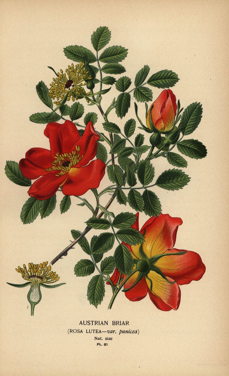 Avusturya yaban gülü, Rosa lutea var. punicea. by Désiré Georges Jean Marie Bois