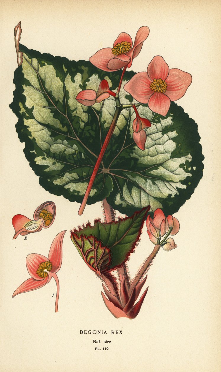 Begonya rex. by Désiré Georges Jean Marie Bois