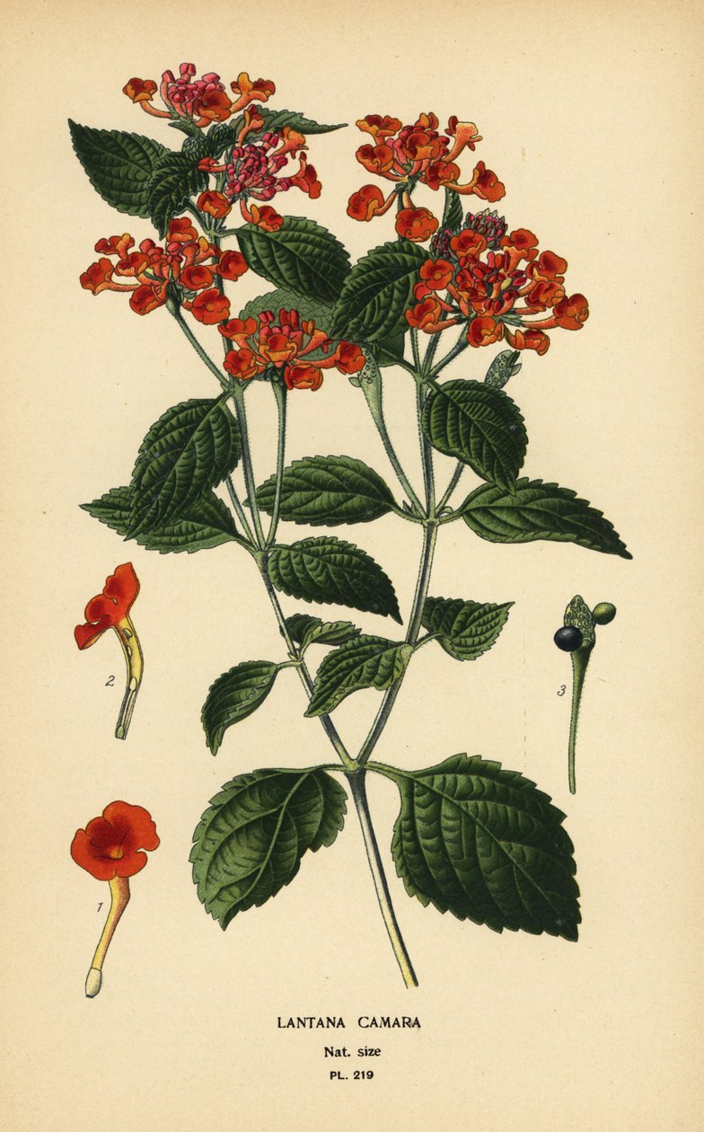 Büyük adaçayı, ghaneri veya gıdık, Lantana camara. Edward Step