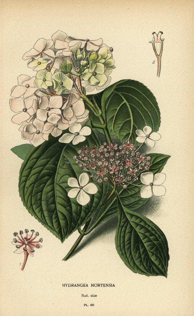 Bigleaf ortanca, Ortanca macrophylla. by Désiré Georges Jean Marie Bois