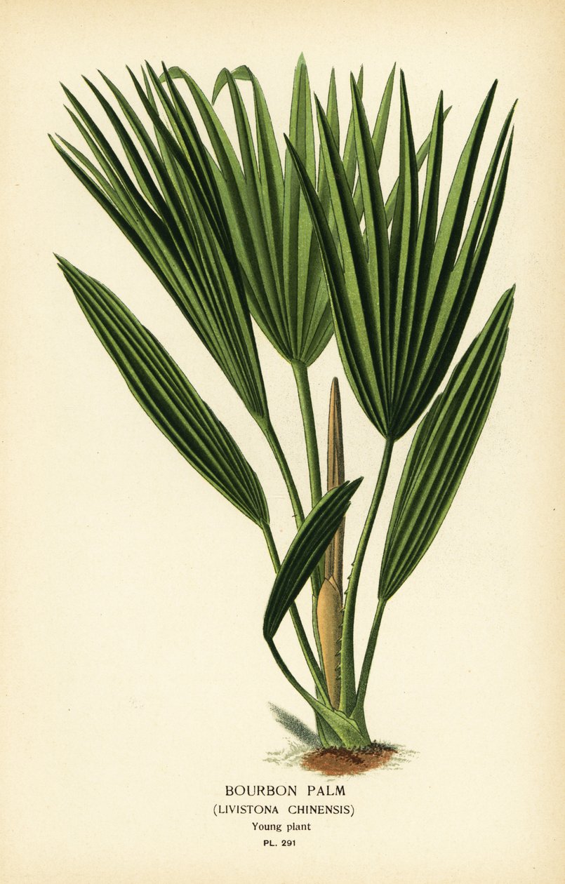 Burbon palmiyesi veya Çin fan palmiyesi, Livistona chinensis. Edward Step