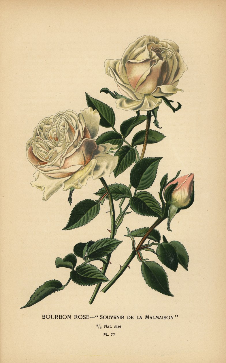 Burbon gülü, Malmaison