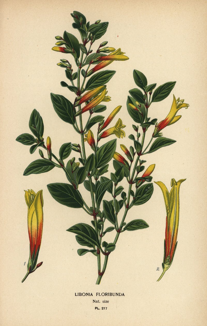 Brezilya fuşyası, Justicia floribunda (Libonia floribunda). Edward Step
