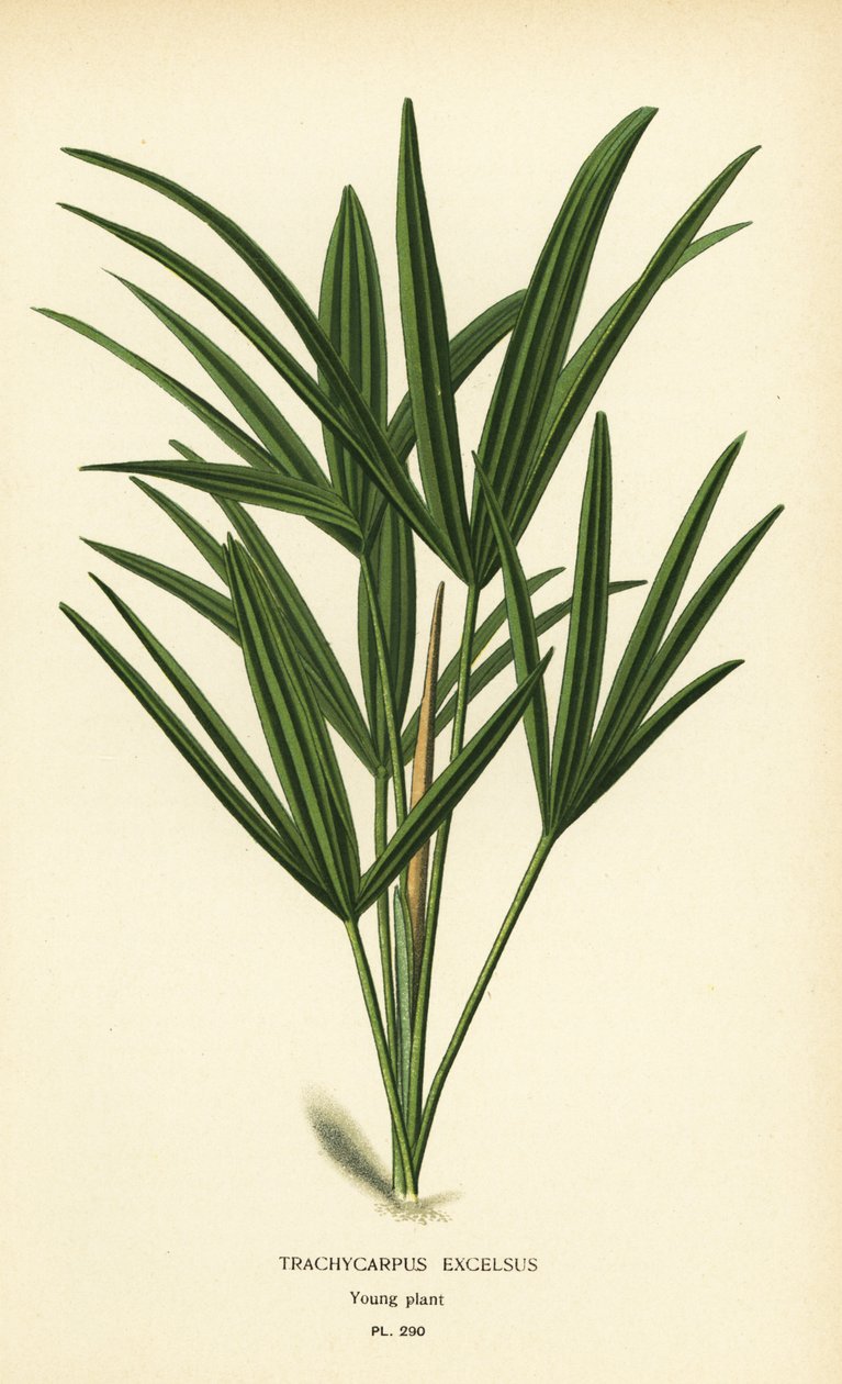 Geniş yapraklı hurma veya bambu hurma, Rhapis excelsa (Trachycarpus excelsus). Edward Step