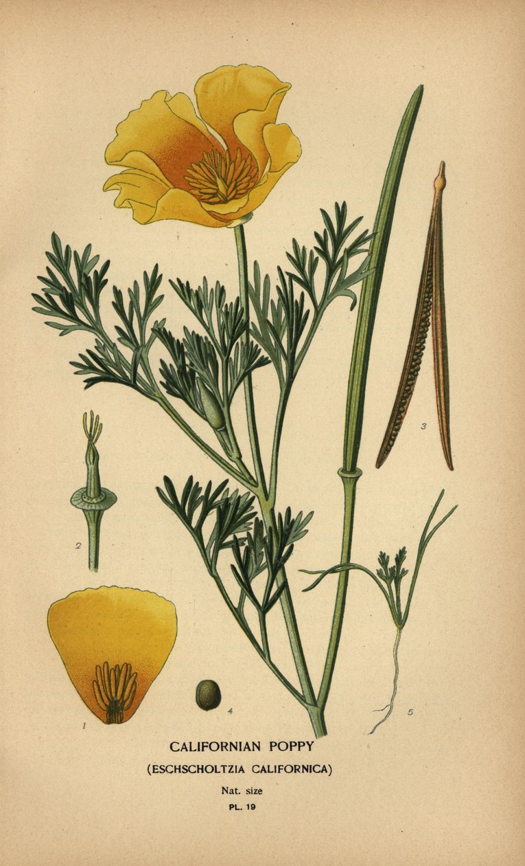 Kaliforniya haşhaş, Eschscholzia californica by Désiré Georges Jean Marie Bois