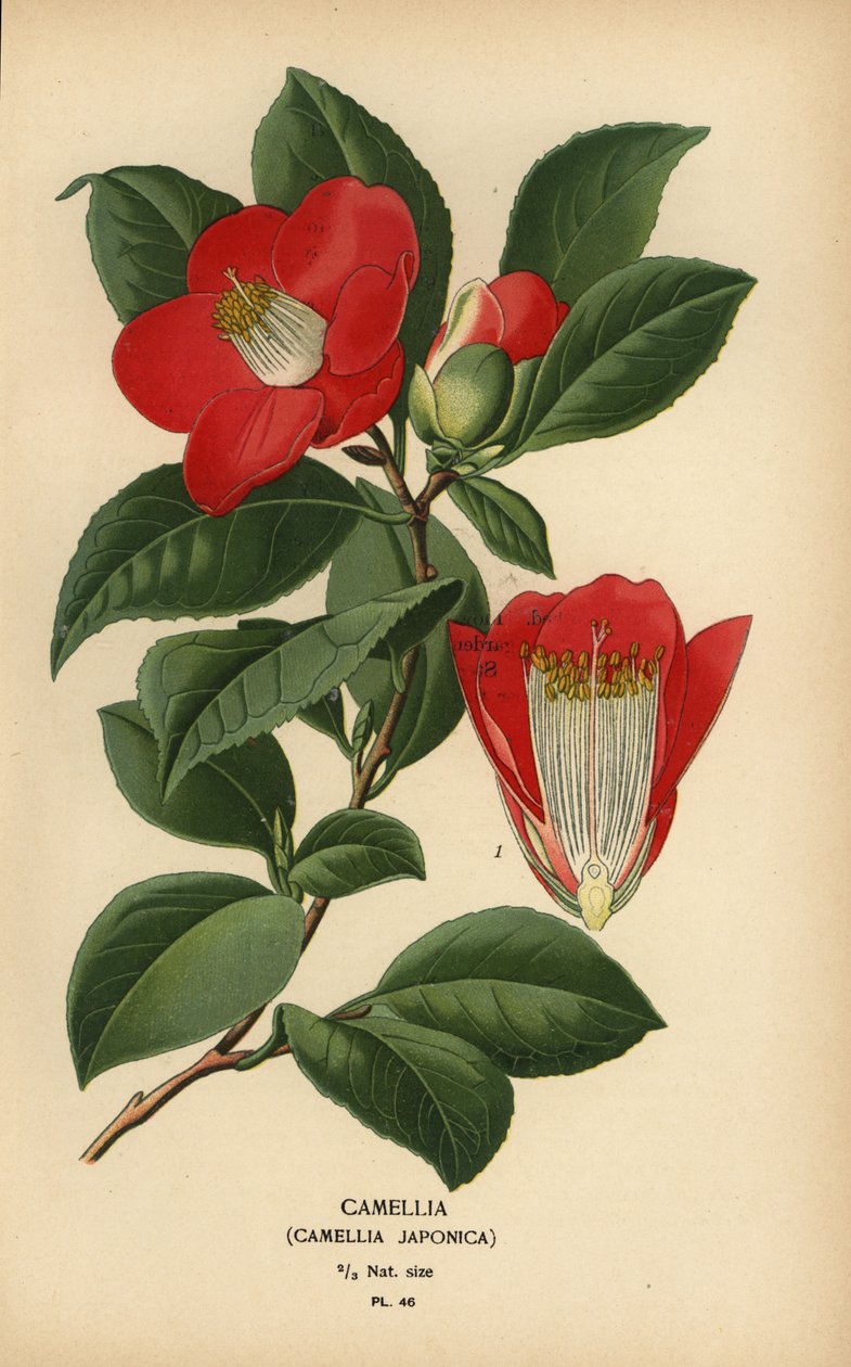 Kamelya, Kamelya japonica. by Désiré Georges Jean Marie Bois