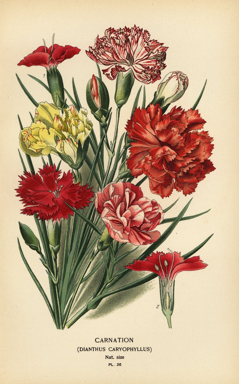 Karanfil, Dianthus caryophyllus. by Désiré Georges Jean Marie Bois