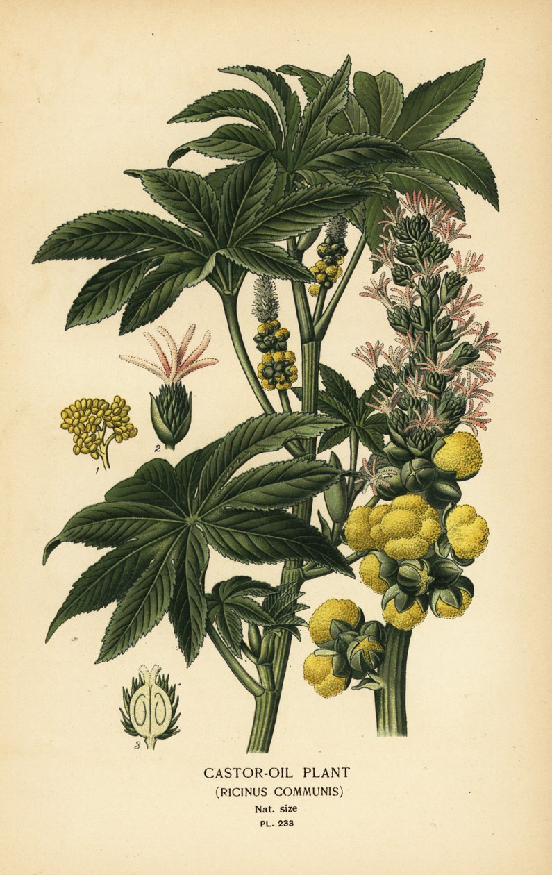 Hint yağı fabrikası, Ricinus communis. Edward Step