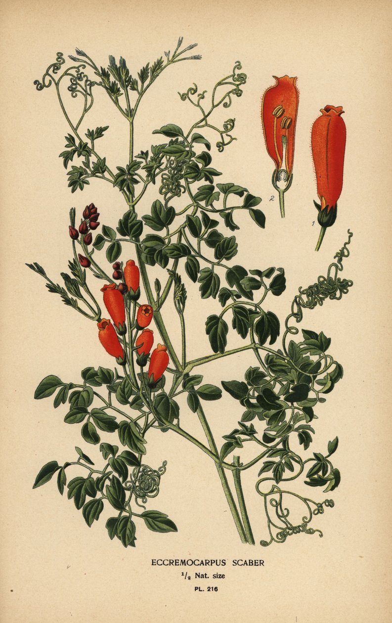 Şili zafer çiçeği, Eccremocarpus scaber. by Désiré Georges Jean Marie Bois