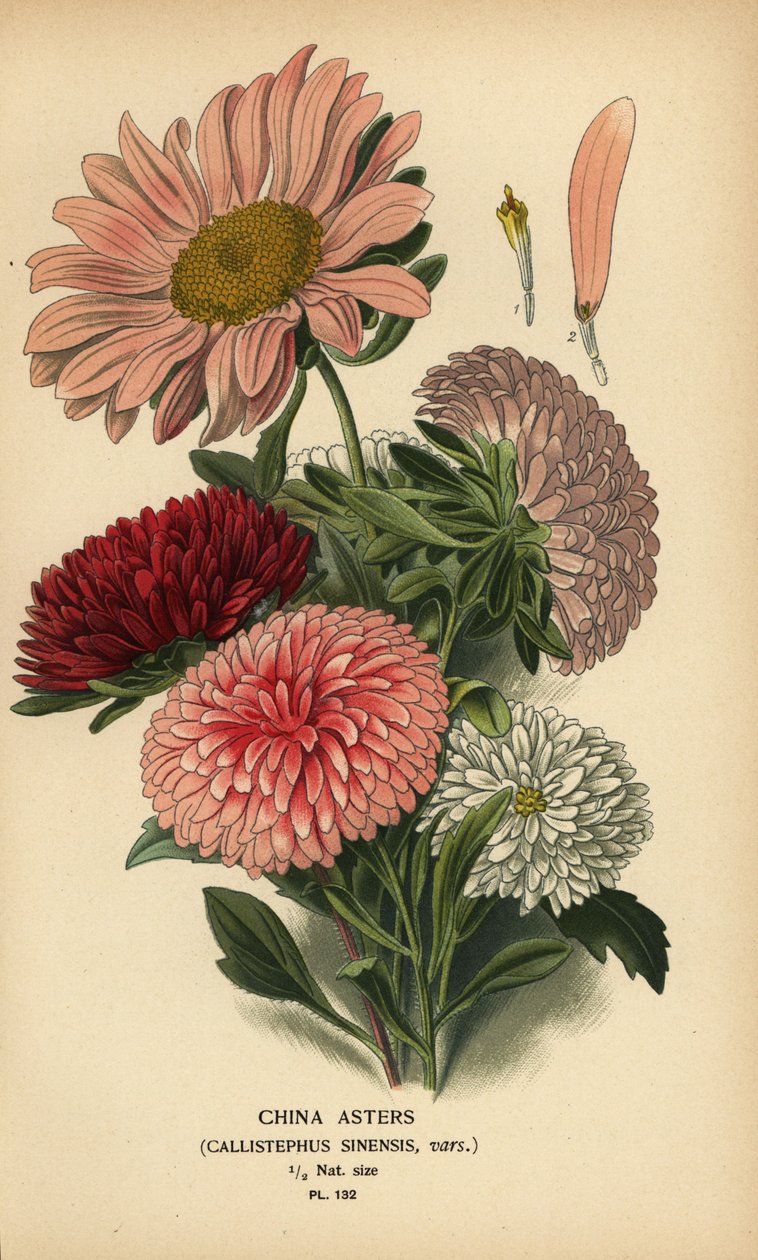 Çin aster çeşitleri, Callistephus x sinensis. by Désiré Georges Jean Marie Bois