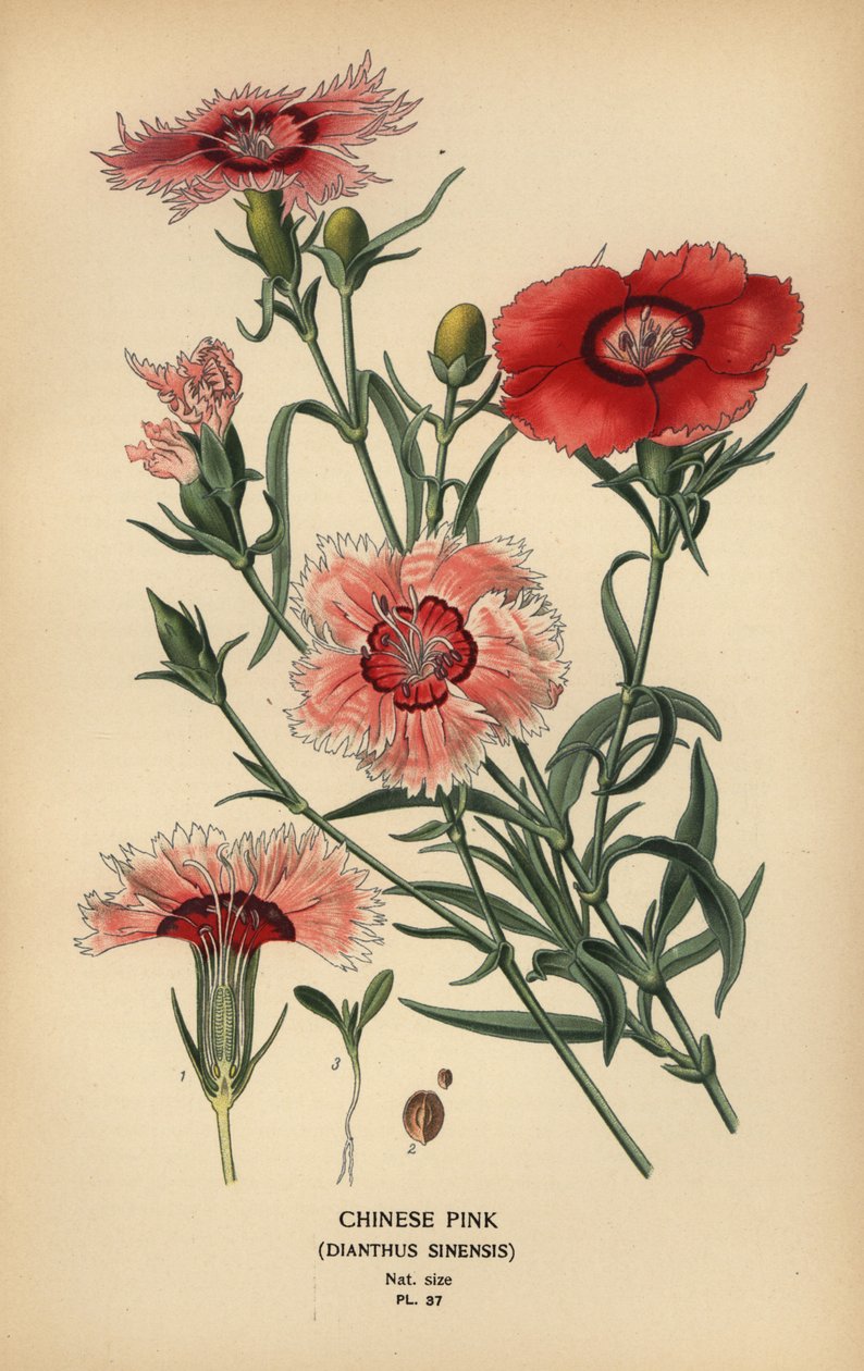 Çin pembesi, Dianthus chinensis. by Désiré Georges Jean Marie Bois
