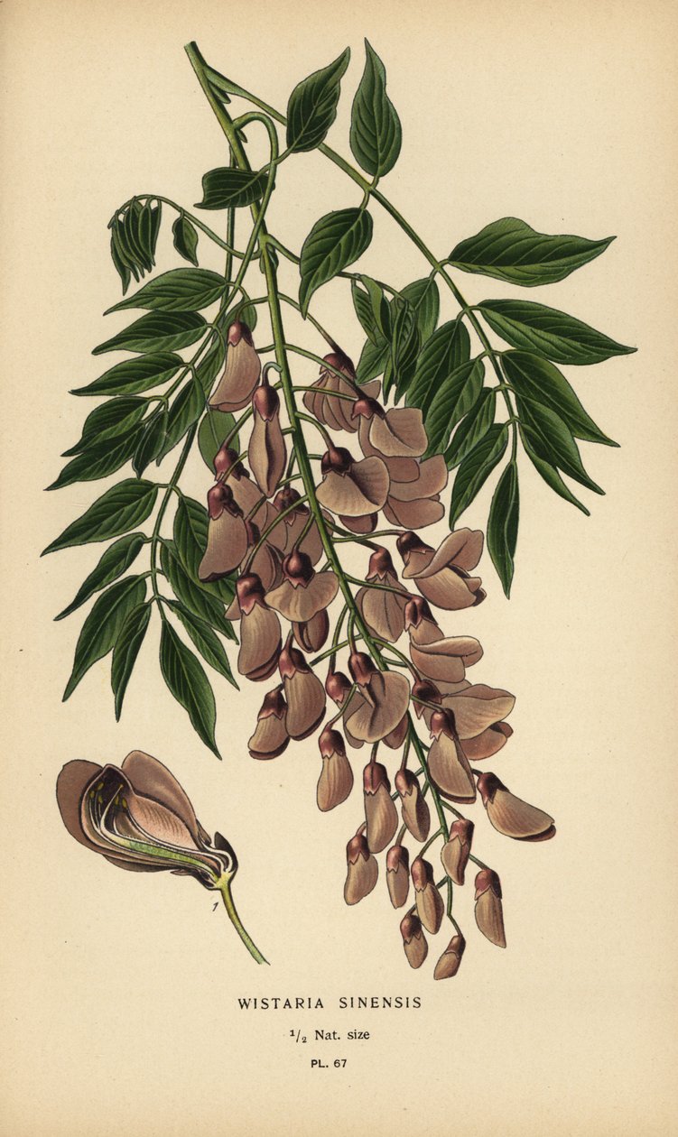 Çin wisteria, Wisteria sinensis. by Désiré Georges Jean Marie Bois