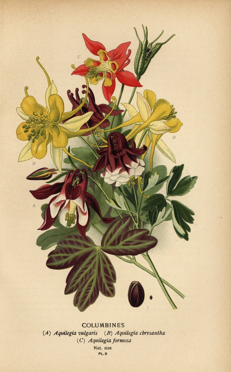 Columbines, Aquilegia türleri. by Désiré Georges Jean Marie Bois