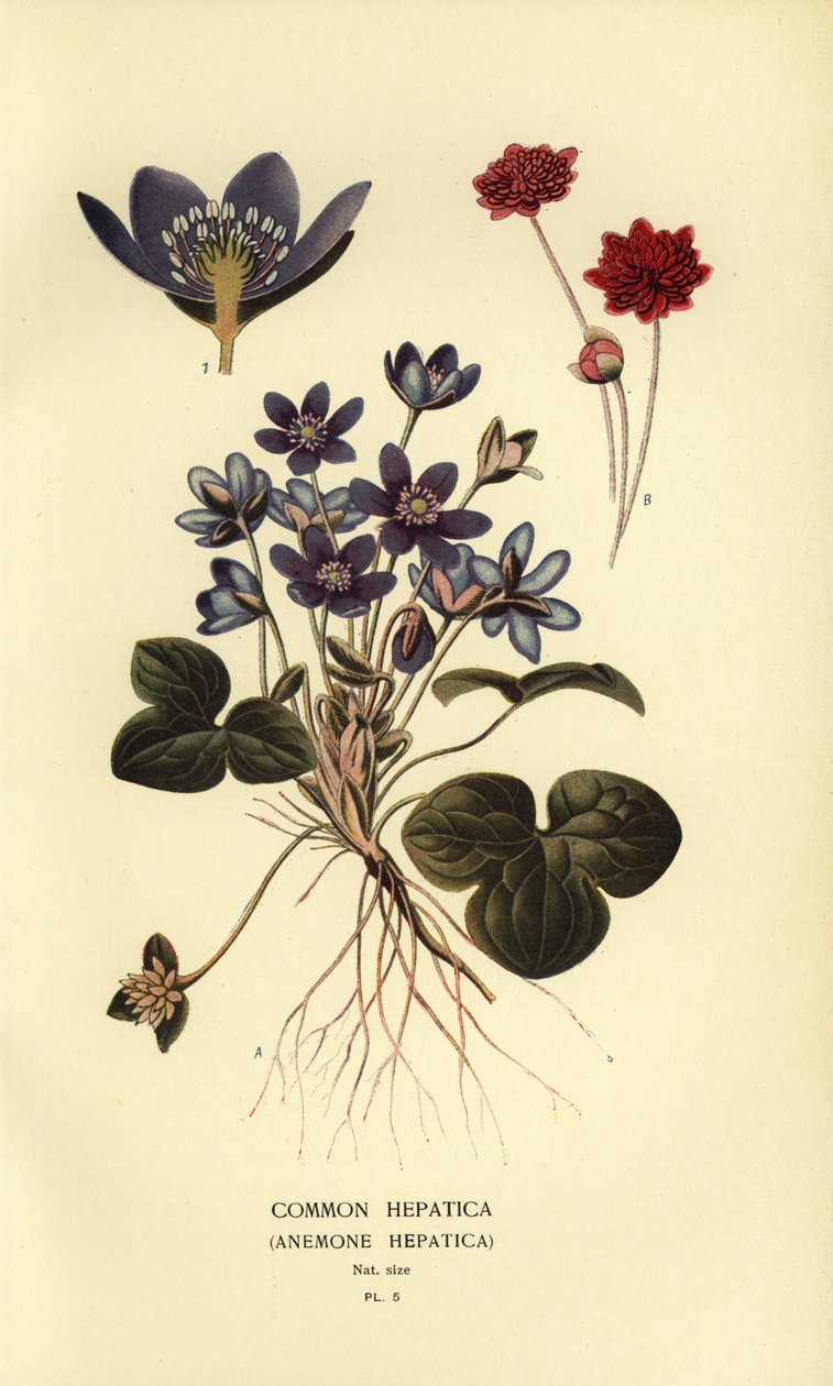 Ortak hepatica, Anemon hepatica. by Désiré Georges Jean Marie Bois