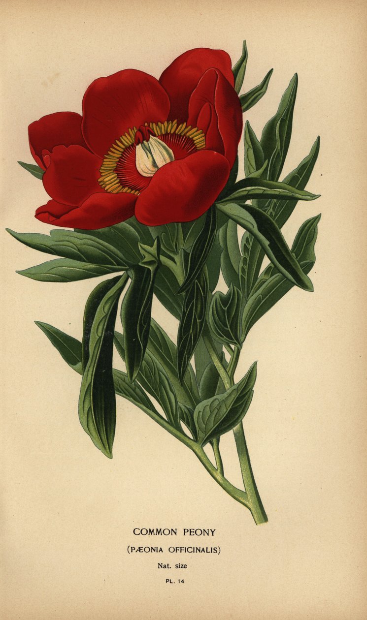 Şakayık, Paeonia officinalis. by Désiré Georges Jean Marie Bois