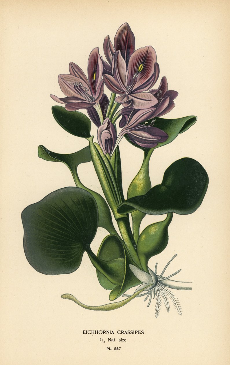 Adi su sümbülü, Eichhornia crassipes. Edward Step