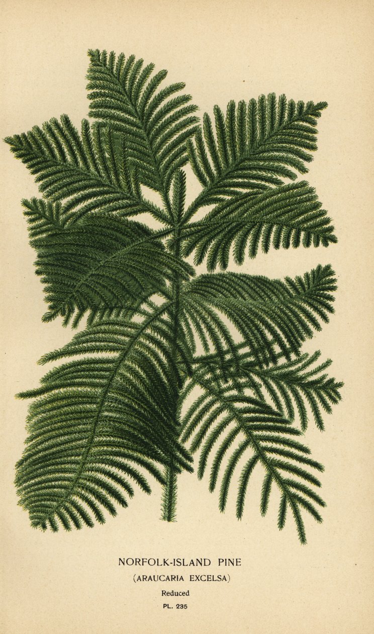 Çam, Araucaria columnaris pişirin. (Norfolk Adası çamı, Araucaria excelsa). Edward Step