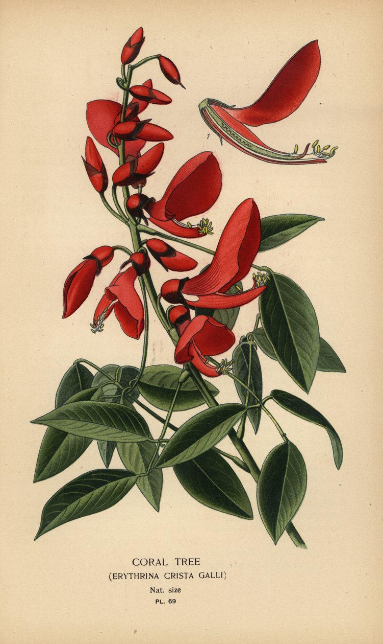 Mercan ağacı, Erythrina crista-galli. by Désiré Georges Jean Marie Bois