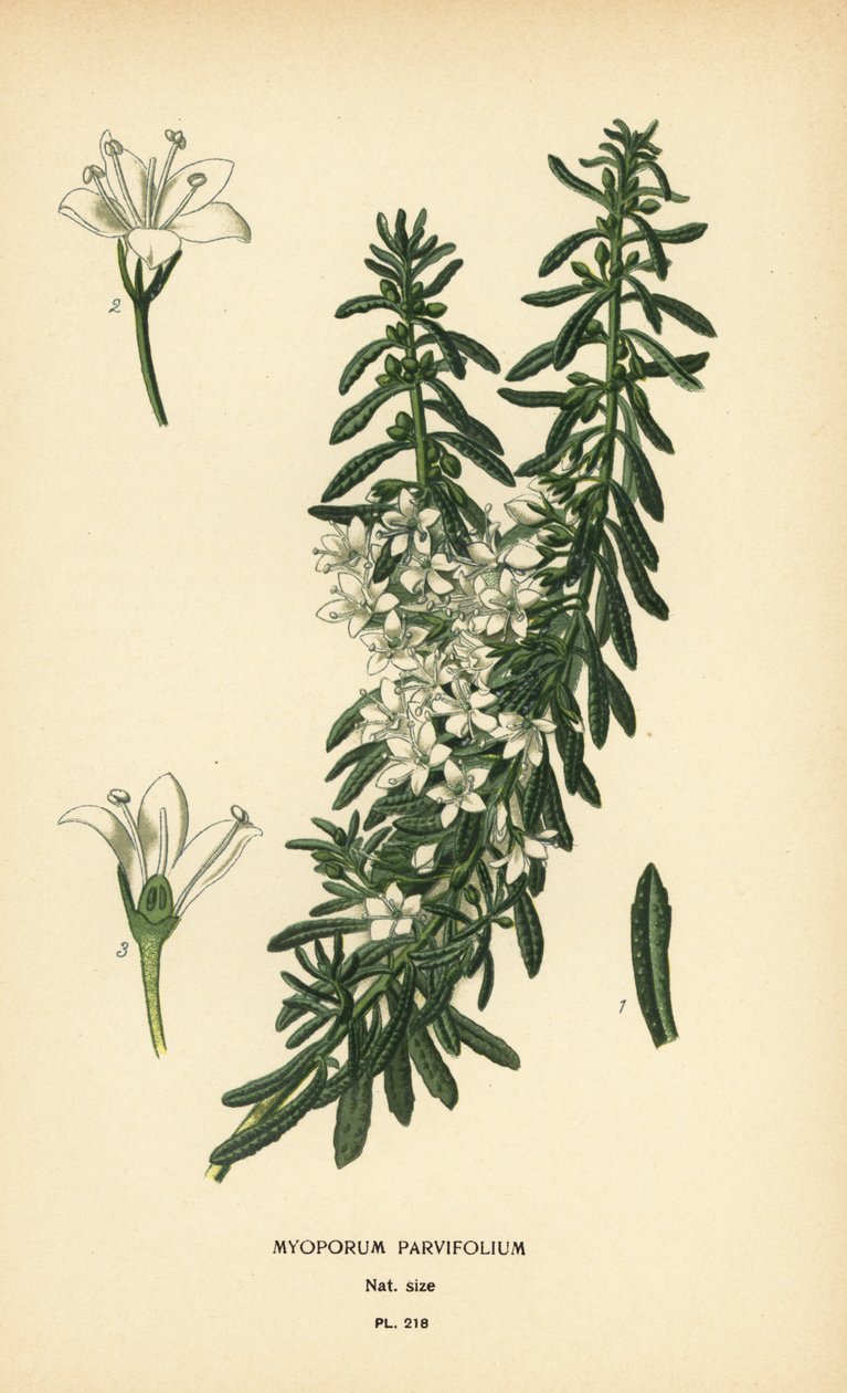 Sürünen boobiilla, Myoporum parvifolium. Edward Step