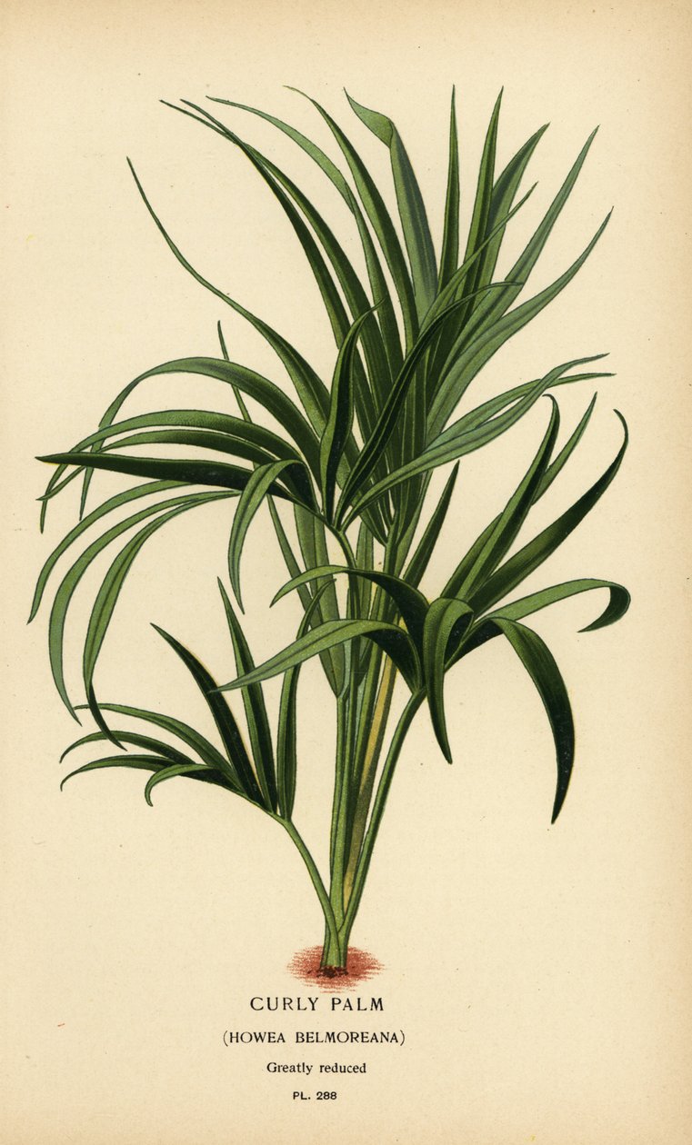 Kıvırcık palmiye, Howea belmoreana. Hassas. Edward Step
