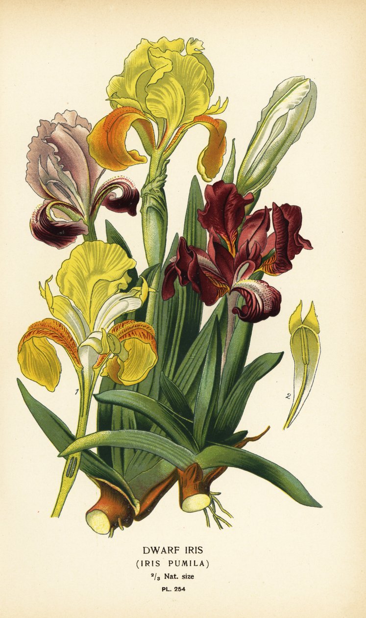 Cüce iris, İris pumila. Edward Step