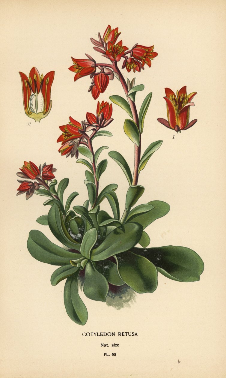 Echeveria splendens. by Désiré Georges Jean Marie Bois