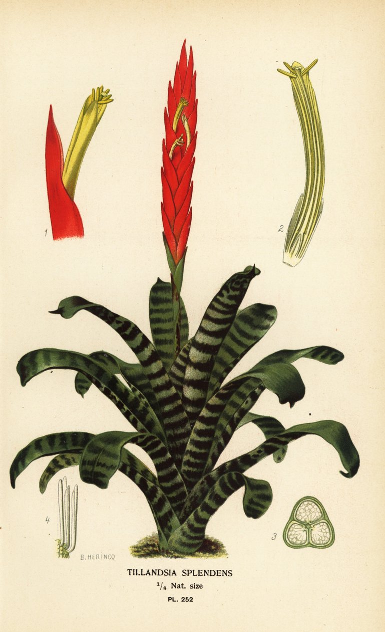 Alevli kılıç, Vriesea splendens (Tillandsia splendens). Edward Step