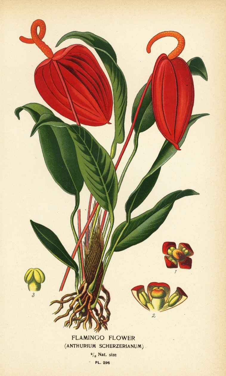 Flamingo çiçeği, Anthurium scherzerianum. Edward Step