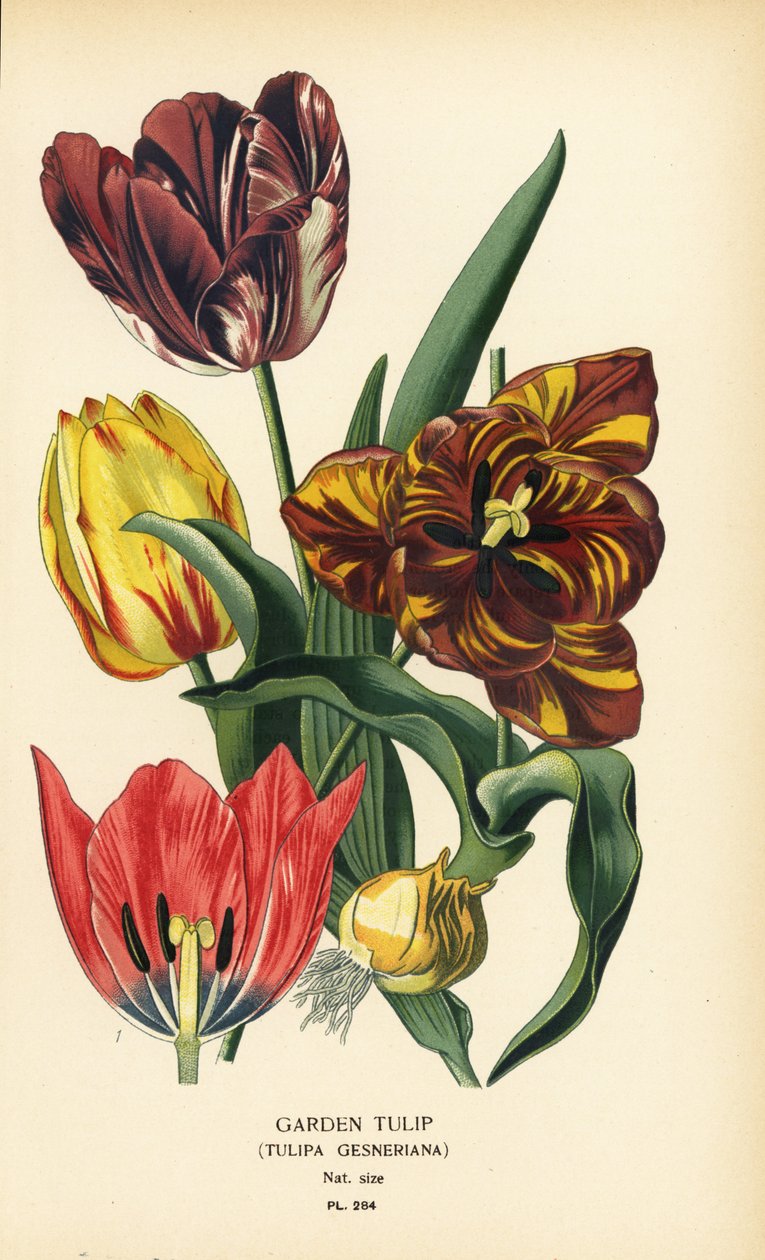 Bahçe lalesi, Tulipa gesneriana. Edward Step