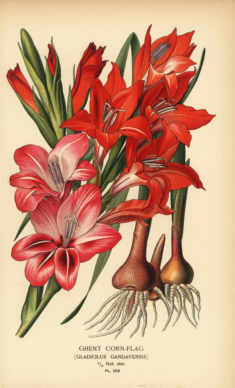 Ghent mısır bayrağı, Gladiolus x gandavensis. Edward Step