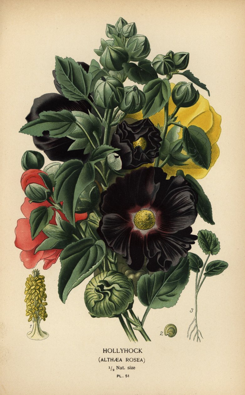 Gülhatmi, Alcea rosea. by Désiré Georges Jean Marie Bois