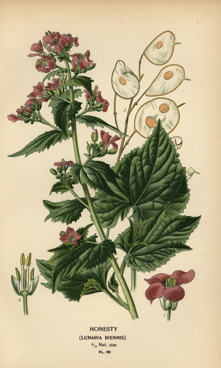 Dürüstlük, Lunaria annua. by Désiré Georges Jean Marie Bois