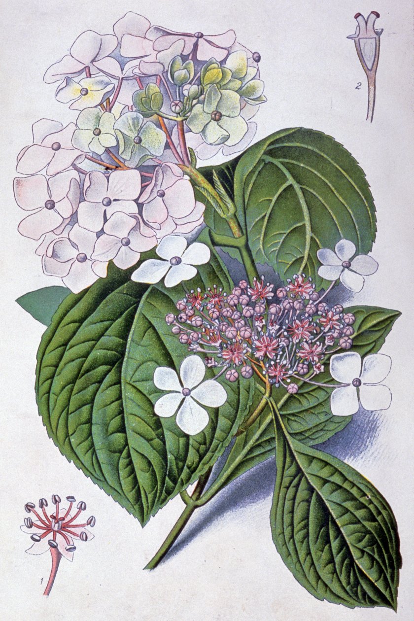 Ortanca, 20. yüzyılın başları (resim) by Désiré Georges Jean Marie Bois