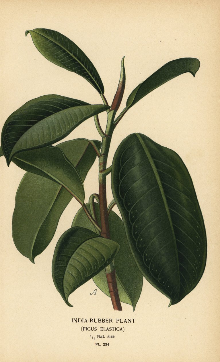 Hindistan-kauçuk fabrikası, Ficus elastica. Edward Step