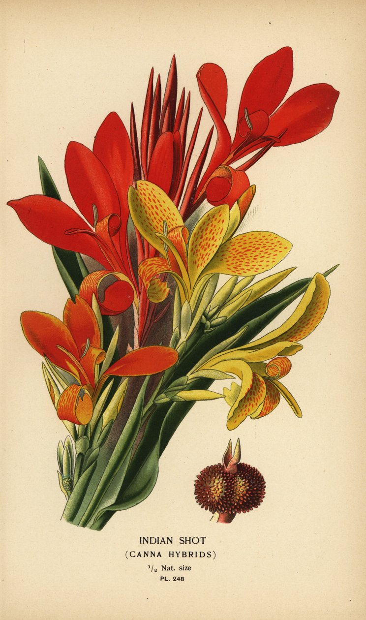 Hint atış, Canna indica melezleri. Edward Step