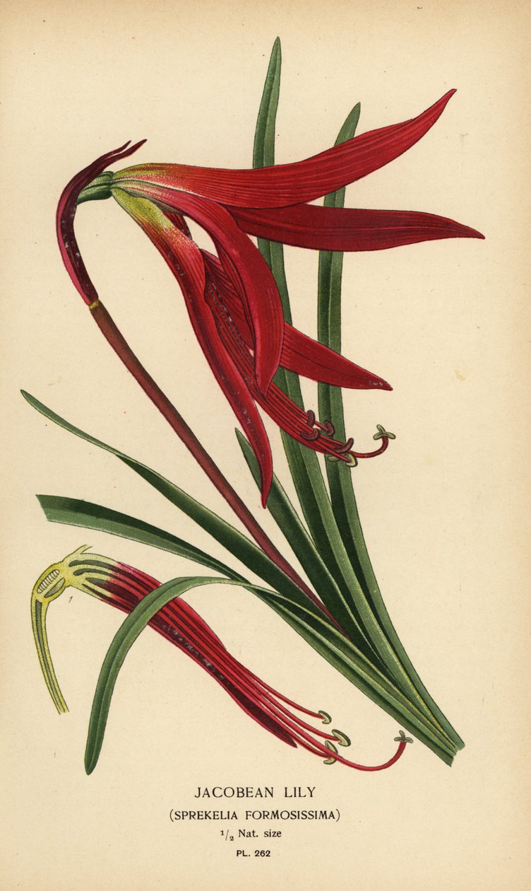 Jakoben zambak, Sprekelia formosissima. Edward Step