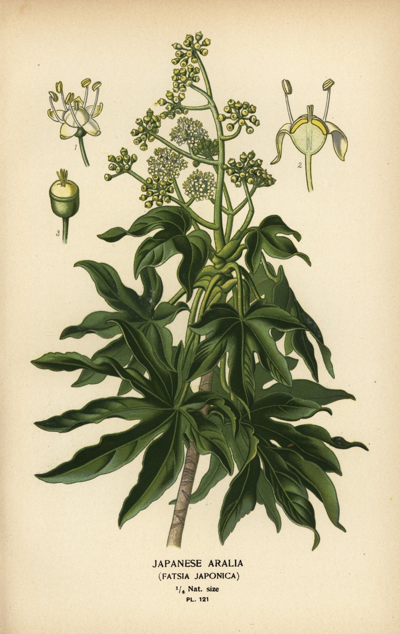 Japon aralia veya parlak yapraklı kağıt fabrikası, Fatsia japonica. by Désiré Georges Jean Marie Bois