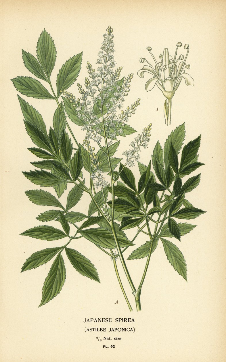 Japon spirea, Astilbe japonica. by Désiré Georges Jean Marie Bois