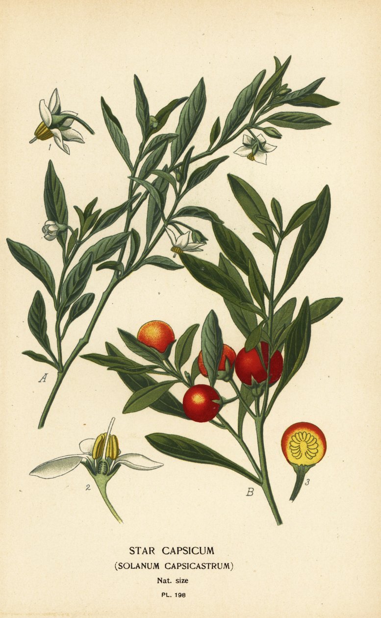 Kudüs kirazı, Solanum pseudocapsicum var. tanrıların by Désiré Georges Jean Marie Bois