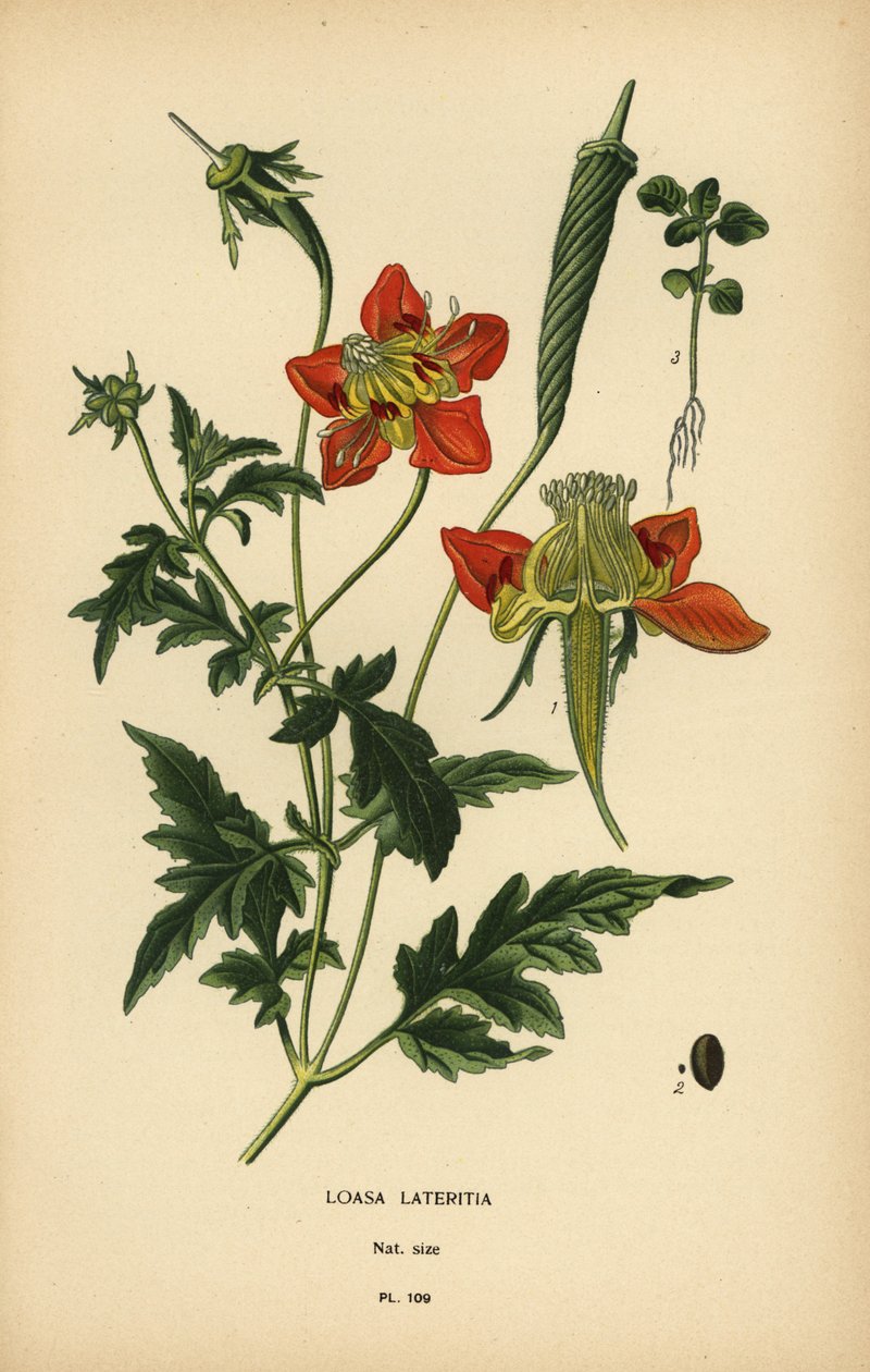 Loasa lateritia. by Désiré Georges Jean Marie Bois