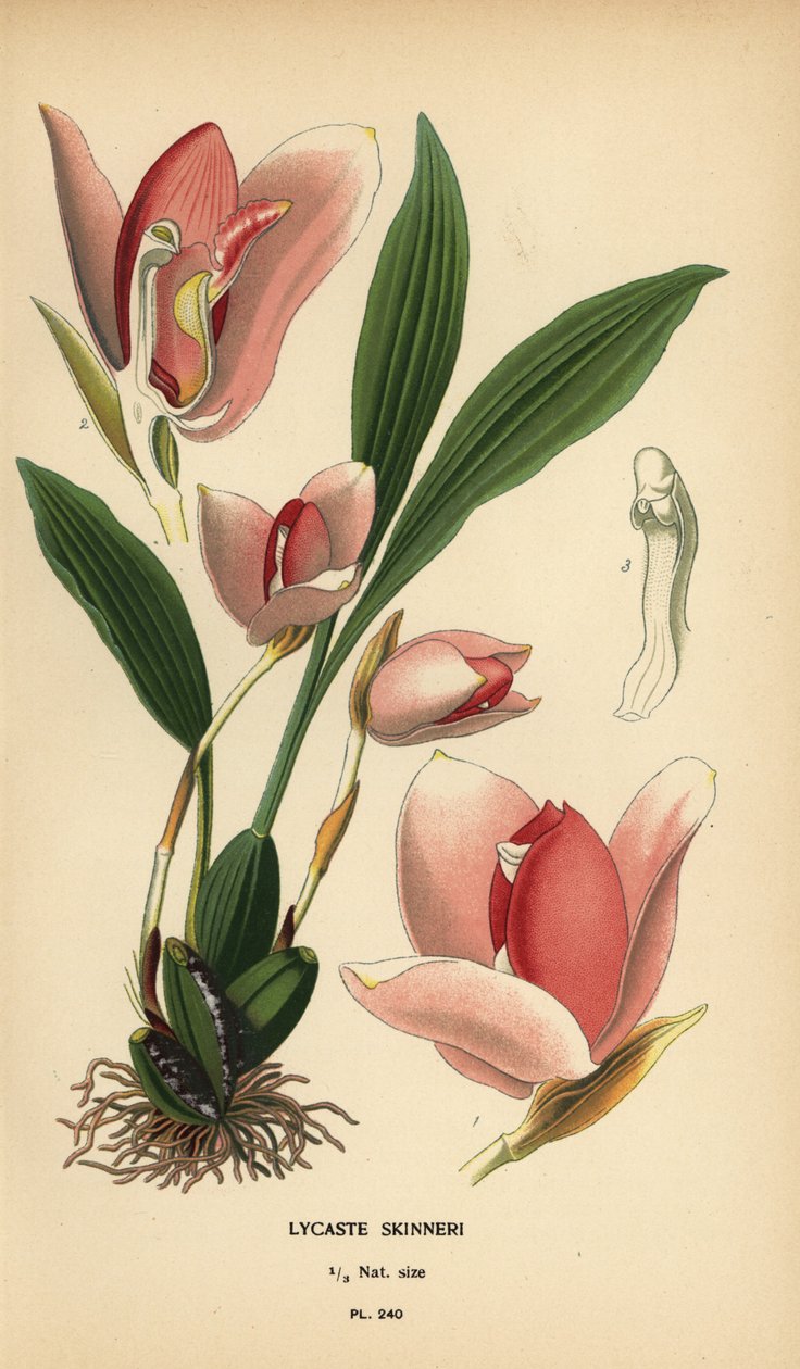 Lycaste virginalis orkide (Lycaste skinneri). Edward Step