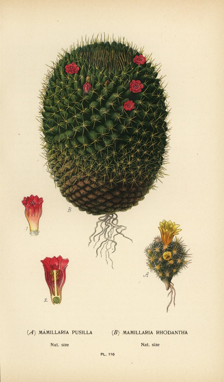Mammillaria prolifera ve Mammillaria rhodantha. by Désiré Georges Jean Marie Bois