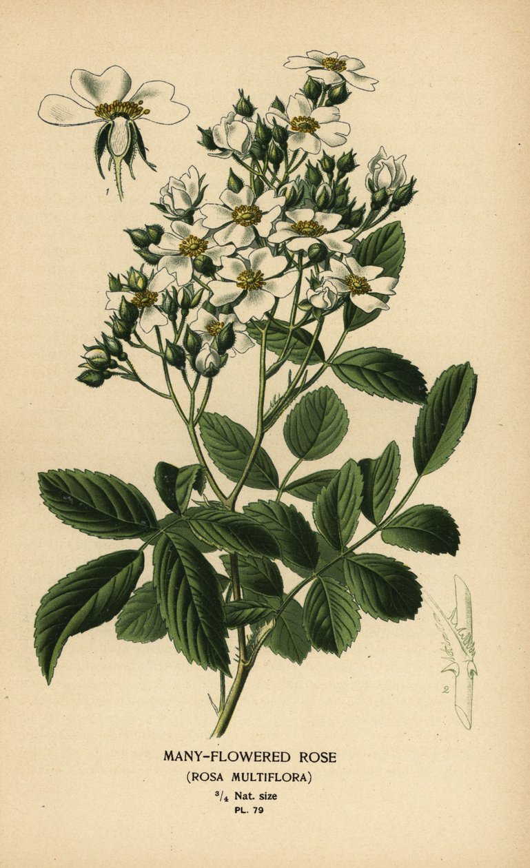 Çok çiçekli gül, Rosa multiflora. by Désiré Georges Jean Marie Bois