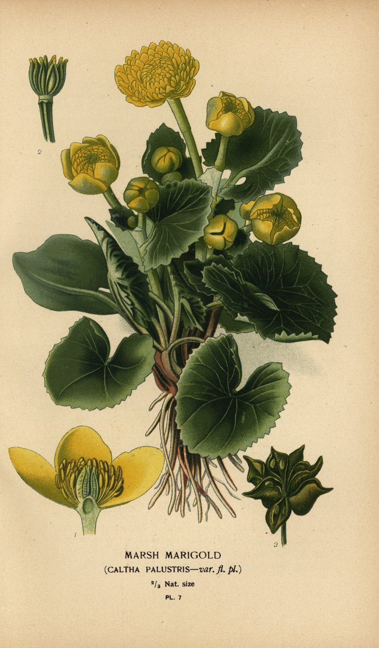 Bataklık kadife çiçeği, Caltha palustris. by Désiré Georges Jean Marie Bois