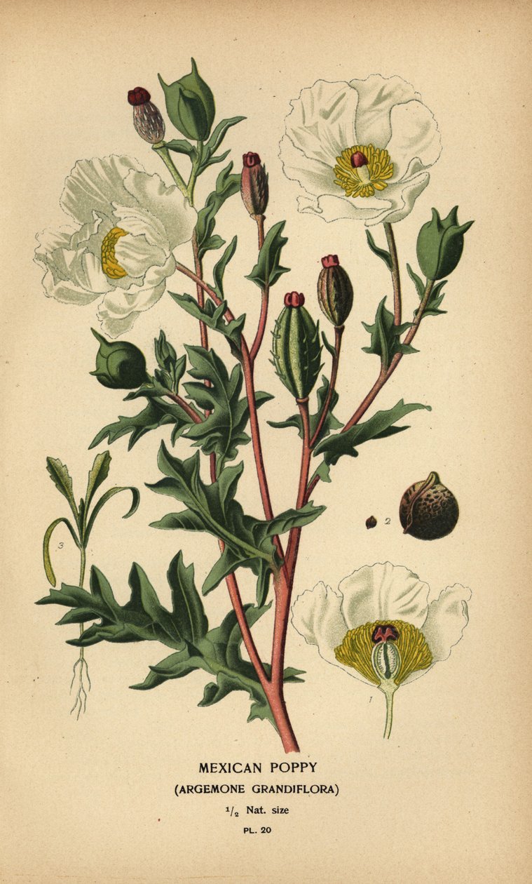 Meksikalı haşhaş, Argemone grandiflora. by Désiré Georges Jean Marie Bois